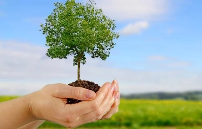How to Plant a Tree Promoting Its Development